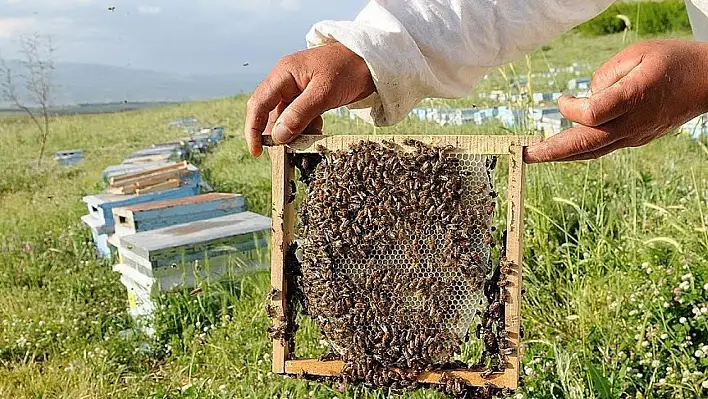 Kayserili üreticilere bal gibi destek! Başvurular başlıyor