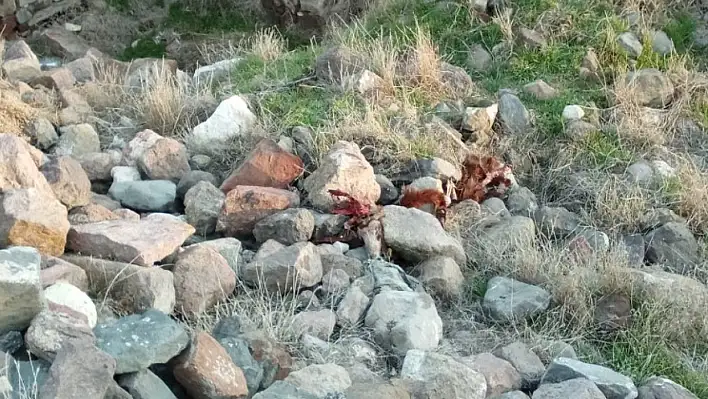 Kayserili vatandaşın başıboş köpek isyanı!