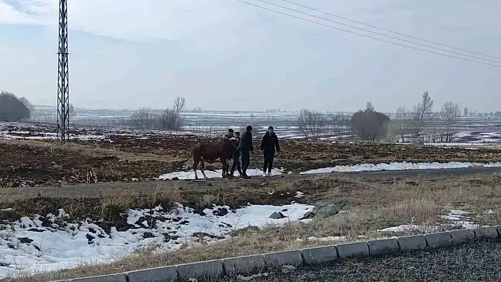 İnekten vefa örneği