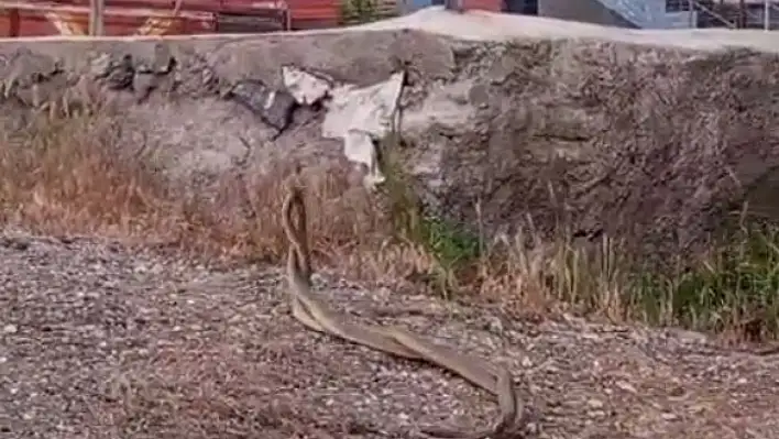 Kenenin ardından o ilçede yılan kabusu!
