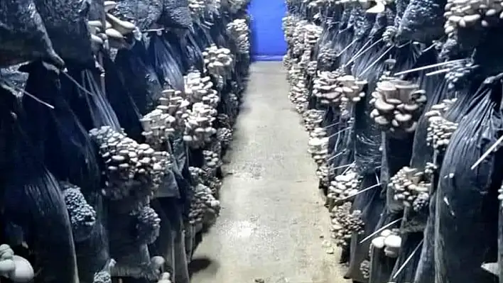 Kırmızı ete rakip! Develi'de üretiliyor