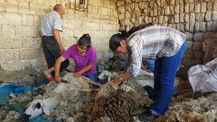 Kışın ders çalışıp yazın koyun kırkan Dilara elektrik elektronik mühendisliğini kazandı
