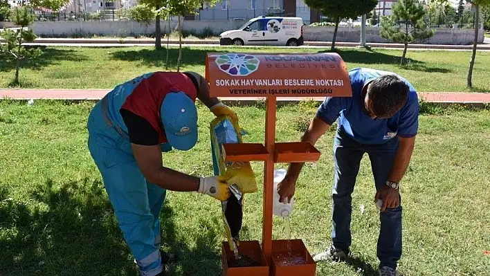 Kocasinan Belediyesi sokak hayvanlarını sahipsiz bırakmadı
