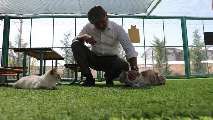 Namı Çin'e kadar ulaşan 'Kedi Kasabası'