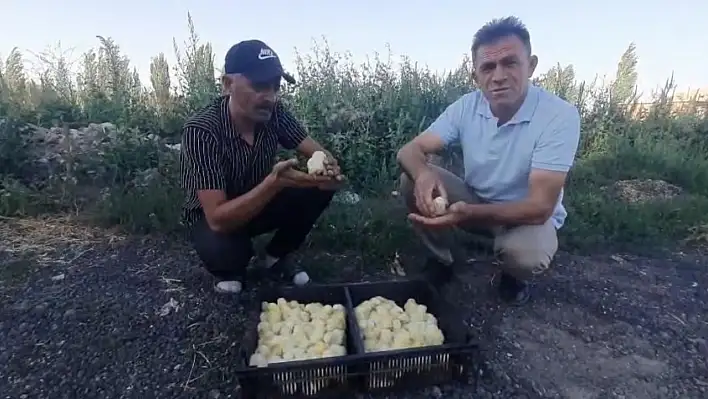 Komşuda şaşırtan olay! İlk defa görüldü