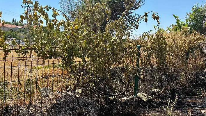 Yozgat'ta kopan elektrik kablosu tarla ve meyve ağaçlarını yaktı