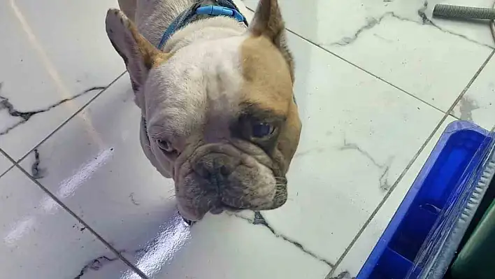 Köpeği defalarca direğe vurdu! Kayseri emniyeti o şahsı buldu