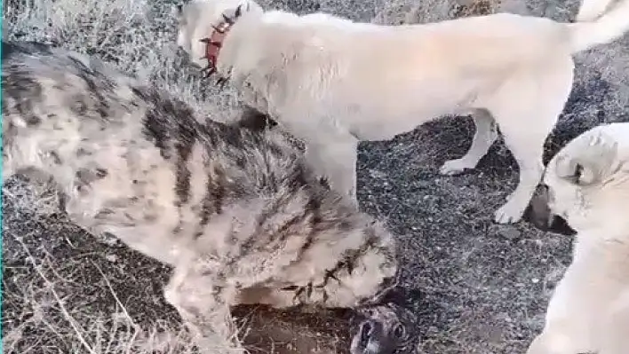 Köpek dövüşünü internetten yayınladı