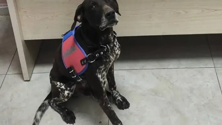Köpek fark etti, jandarma yakaladı