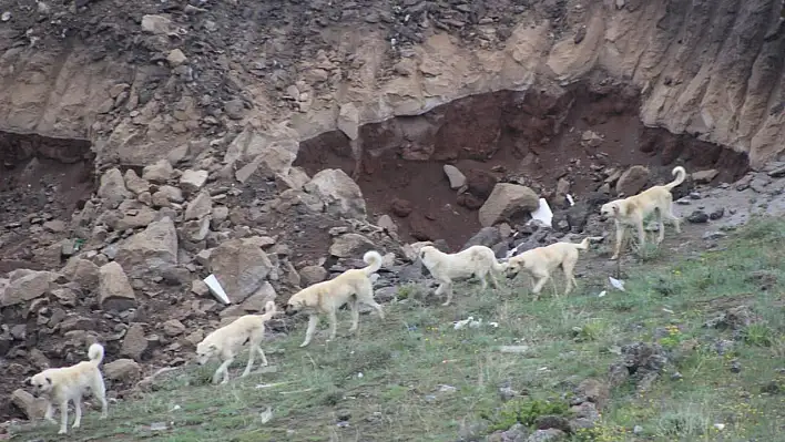 Köpek saldırısında bir kişi ölmüş bir kişi yaralanmıştı! Valilik ve Belediye tazminat ödeyecek!