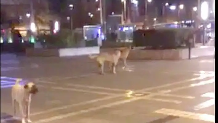 Köpekler Meydan'a çıktı!