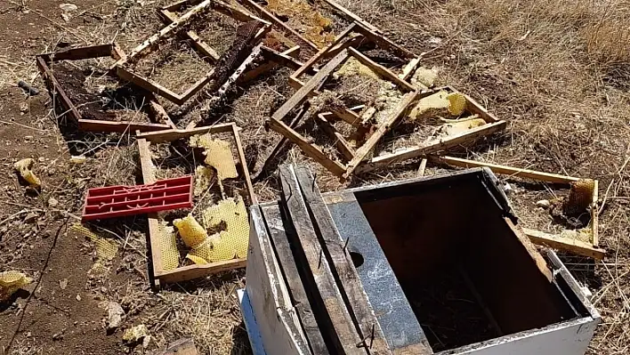 Kovanlara saldıran ayı üreticiyi binlerce liralık zarara soktu!