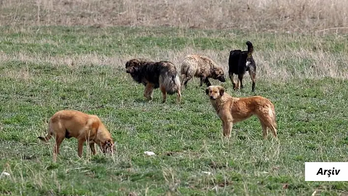Köy muhtarının köpeği 60 yaşındaki kadını öldürdü!
