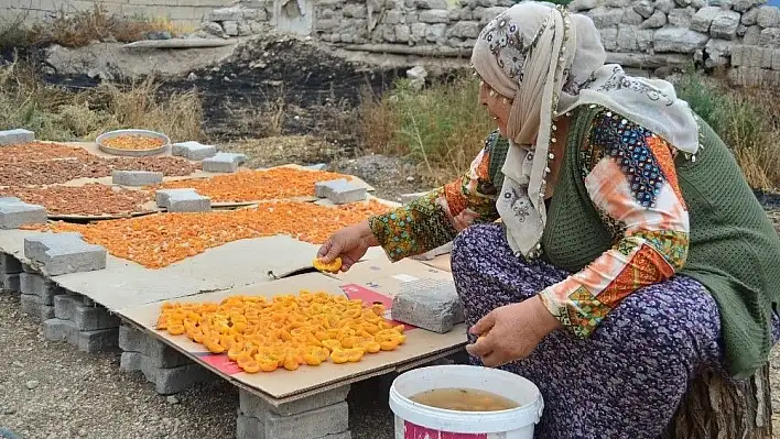 Köylerde kayısı kurutma işlemi başladı
