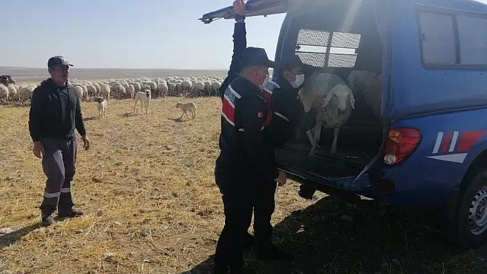 Küçükbaş hayvan hırsızları jandarmadan kaçamadı