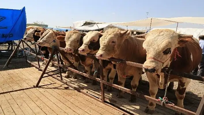 Kurban kesim kursuna büyük ilgi