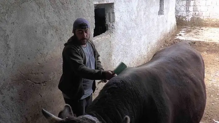 Kurbanlık alacaklara uzmanından uyarı