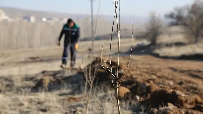 Mahlep dikiliyor, kiraza dönüşüyor