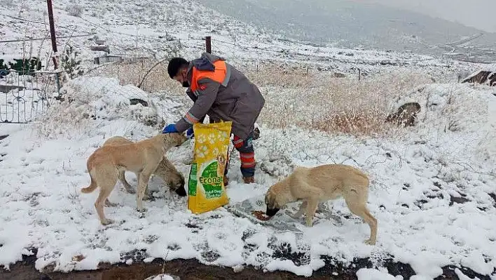 Sokak hayvanlarına sağlık bakımı ve mama desteği!