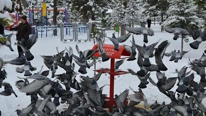 Melikgazi'den sokak hayvanları ve kuşlara gıda desteği