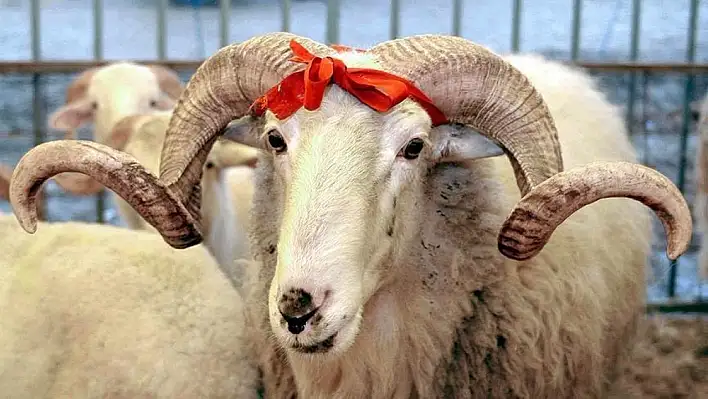 Melikgazi Müftülüğü üst üste 3. kez Türkiye birincisi oldu