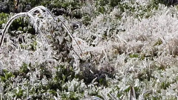 Meteoroloji Bölge Müdürlüğü'nden Zirai Don Uyarısı