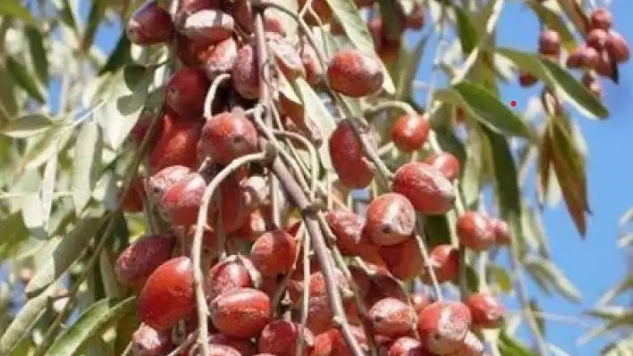 Şifa kaynağı iğdenin hasadı başladı