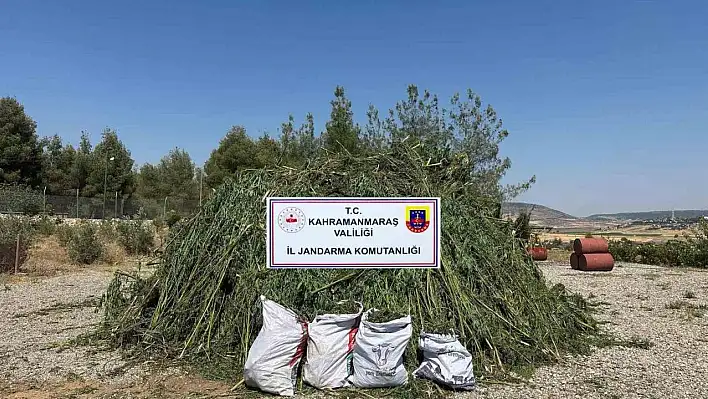 Mısır tarlasında 45 bin kök kenevir ele geçirildi