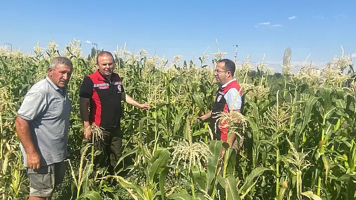 Müdür tarlaya indi! Yakında hasadı başlıyor! Kayseri bu alanda birinci