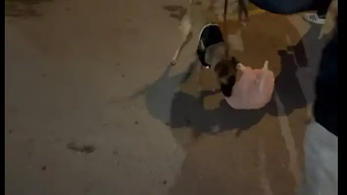 Narkotik köpeği ETA'nın 432 uyuşturucu hap ile yakaladığı şahıs tahliye oldu