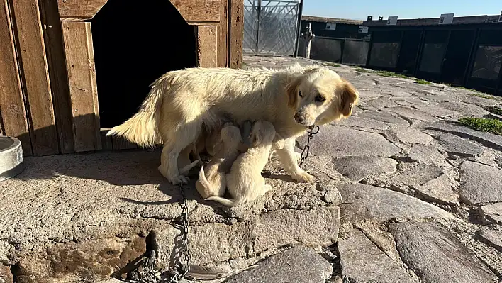 Nazlı ve yavruları ziyaretçilerin kalplerini fethediyor