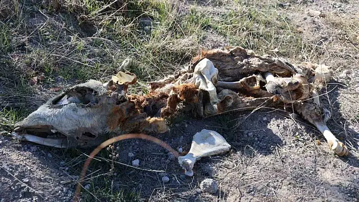 Boş arazide 8 ölü buzağı bulundu!