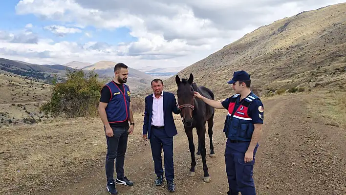 Nisan ayından çalınmıştı, İngiliz yarış atı bulundu