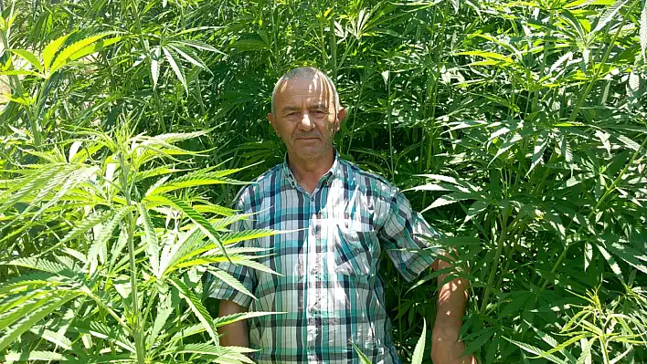 Nisan'da ekildi 3 metre boya ulaştı! İnşaattan gıda sektörüne birçok alanda kullanılıyor