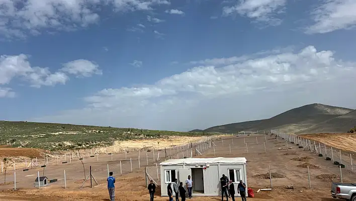 O bölgede hummalı çalışmalar sürüyor! Sokak hayvanlarına yeni yuva yapılıyor