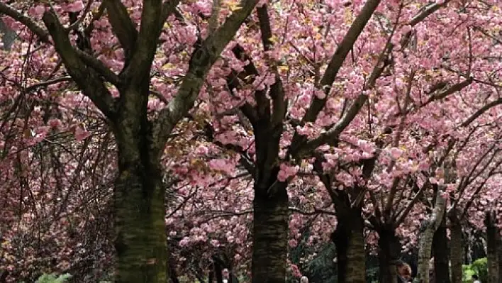 O ilçe, Japon kiraz ağaçlarıyla renklenecek