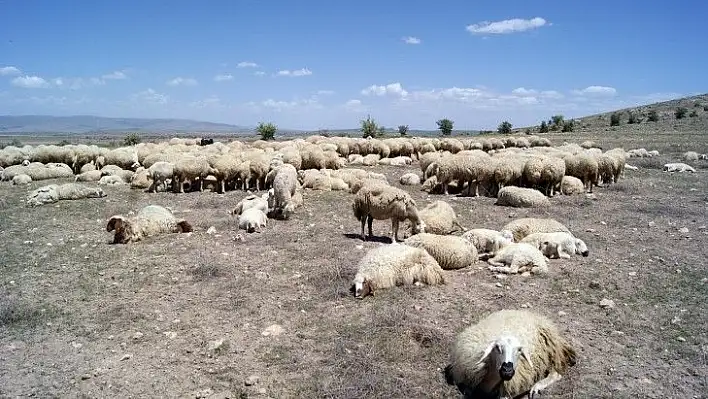 O kurum 2021 kurban vekalet fiyatlarını belirledi