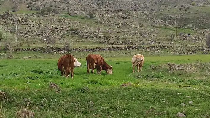 O mahallenin başı ineklerle dertte!