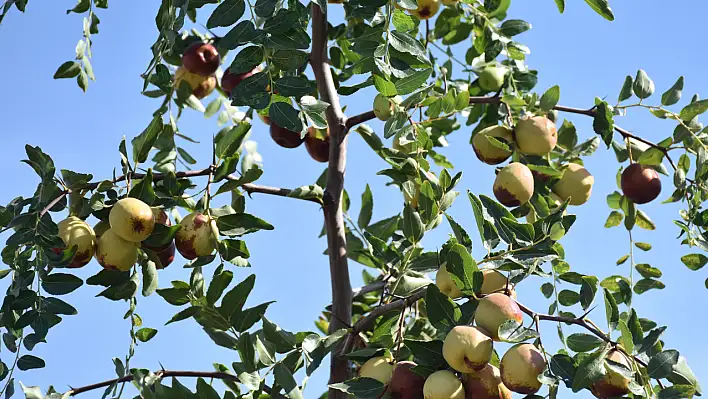 'Ölümsüzlük meyvesi' Kayseri'de bakın nerede yetişiyor