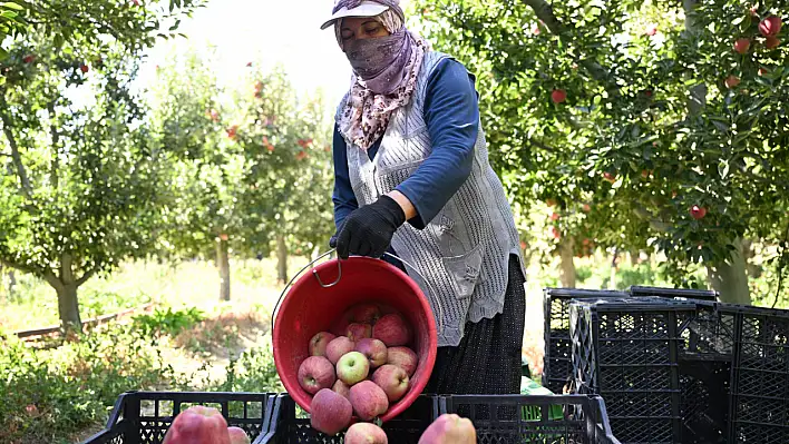 Onlarca üretici zarara uğramıştı! Kayseri'de zirai dona karşı mucize yöntem