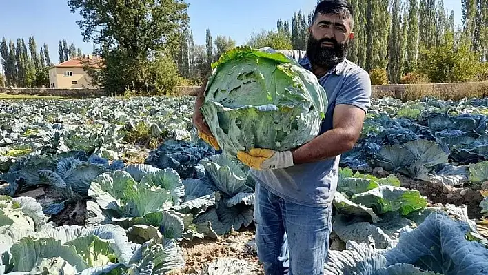 Organik işler bunlar...