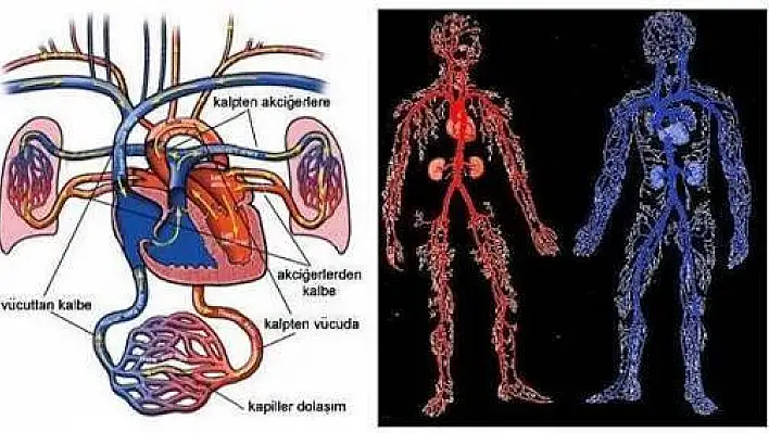 Orta Anadolu'da en fazla ölüm dolaşım sistemi hastalıklarından