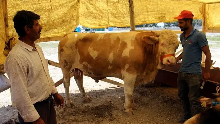 Oymaağaç Kurban Pazarı'nda kurbanlıklar müşterilerini bekliyor