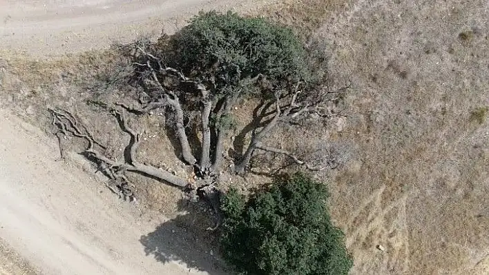 3 asırlık ağaca kimse dokunamıyor, sebebi ise çok farklı