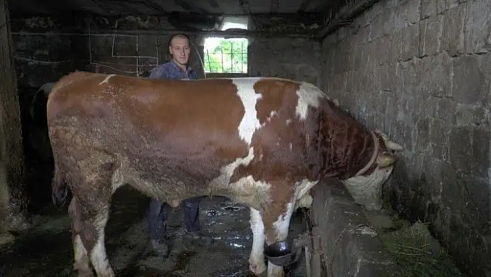 Bir tonluk 'Şampiyon' kurban için görücüye çıktı