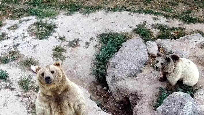 Ayılar dronu görünce bakın ne yaptı?