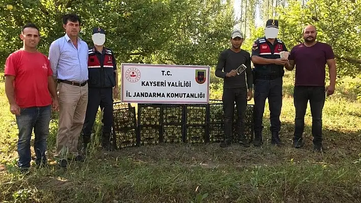 Para ve elma çalan hırsız jandarma tarafından yakalandı
