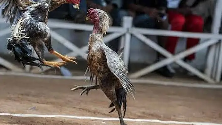 Polisten, 'horoz dövüşü' baskını