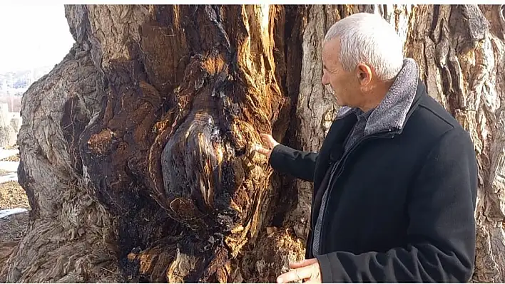 Sadece Kayseri'de bulunuyor! Mezar yutan ağaçla ilgili yeni gelişme