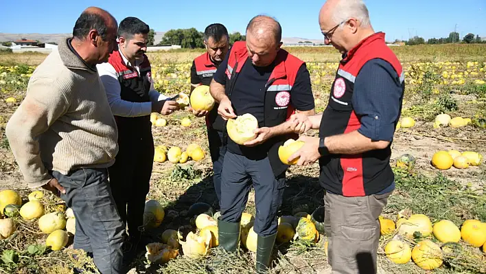 Sağlık açısından çok faydalı! Kalpten mideye kadar koruyor... Hasat dönemi başladı